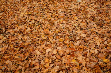 Ground of leaves in autumn colors