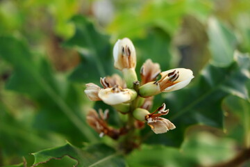 White flower of Sea holly are blooming on branch and blur leaves background, Thailand. Another name is Holly-leaved acanthus or Holly Mangrove.
