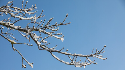 Ast mit Schnee bedeckt