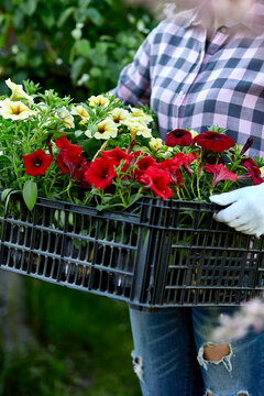 Gardener is carrying flowers in crate at shop.