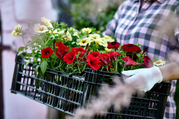 Gardener is carrying flowers in crate at shop.