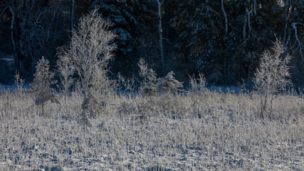 Landschaft im Winter