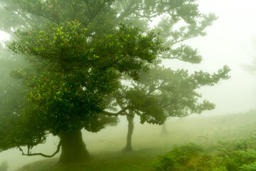 Tress in the mist at Fanal Madeira Island