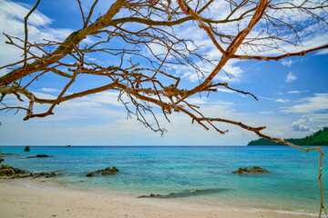 Branch tree on beach in koh khai islands seascape with clear water ocean and blue sky for travel