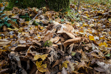 A family of mushrooms under a tree during the autumn season