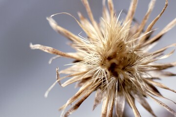 a small dried flower on a blue background