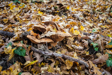 A family of mushrooms during the autumn season