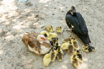 Mother duck with her ducklings. There are many ducklings following the mother.