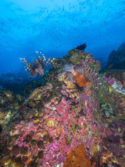 Fototapeta na wymiar Common lionfish in a coral reef (Mergui archipelago, Myanmar)