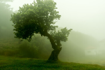Fototapeta na wymiar Tress in the mist at Fanal Madeira Island