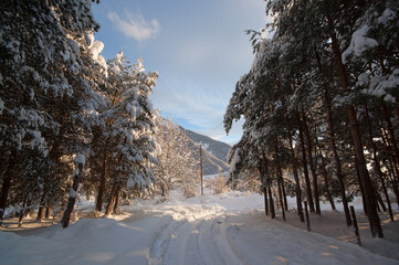 Sunset in the wood between the trees strains in winter period