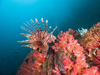 Common lionfish in a coral reef (Mergui archipelago, Myanmar) © Mayumi.K.Photography