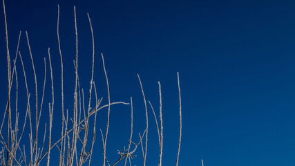 Eiskristalle auf Zweigen mit blauen Himmel