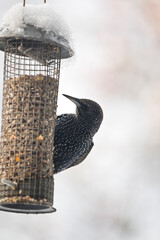Starling feeding from a garden bird feeder, in winter, England, United Kingdom