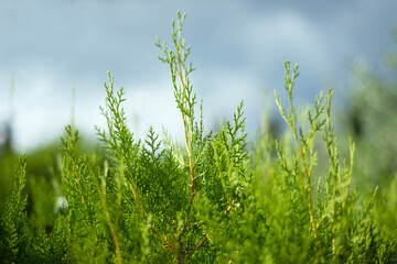 
Green succulent sprigs of cypress against the sky.