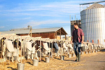 Worker with bucket and calves on farm. Animal husbandry © New Africa