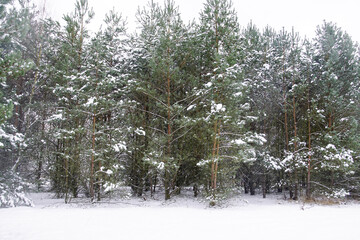 Las w zimę - obrazy, fototapety, plakaty