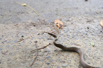 アオダイショウ
