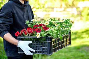 Gardener is carrying flowers in crate at shop.