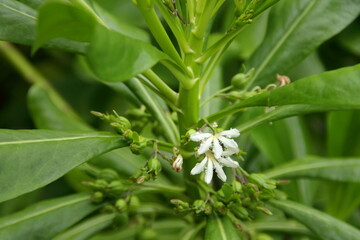 White flower of Beach Naupaka or Scaevola taccada blooming on bunch with fruit and leaves around trunk, Thailand. Another name is Half flower, Beach cabbage, Sea lettuce.