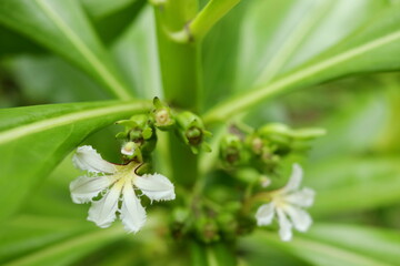 White flower of Beach Naupaka or Scaevola taccada blooming on trunk in high angle view, Thailand. Another name is Half flower, Beach cabbage, Sea lettuce.