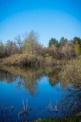 Fototapeta premium Forest landscape in early spring - Forest lake with blue water with trees and bushes with young leaves around