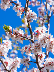 Branches of an apple tree with flowers on a background of blue sky - spring card, background
