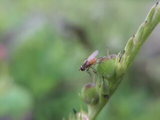 very close-up house flies perch on greenery.