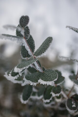 Eukalyptusbl&auml;tter