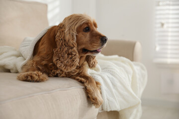 Cute English cocker spaniel dog with plaid on sofa