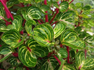 Naklejka premium close up of a flower