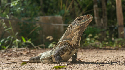 Iguana in the wild among the greenery.