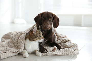 Adorable cat and dog together under plaid on floor indoors © New Africa