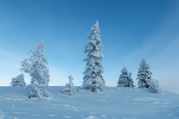 Morning landscape of snow-capped mountains. Trees Covered With Snow In Sunny Day With Clear Blue Sky In the coldest place on Earth - Oymyakon. - 406394336