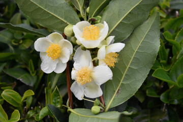 High angle closeup of tea plant flowers in a garden