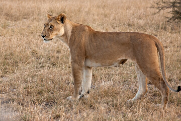Obraz na płótnie Canvas Lioness - Botswana