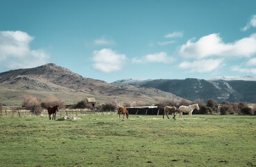 Brown and white Spanish horses grazing in the beautiful fields of the mountains of Segovia, Castilla y Leon Spain
