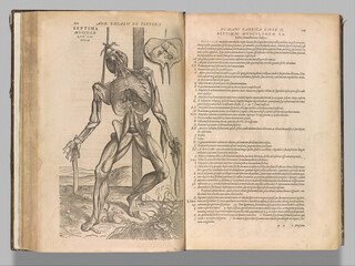 Closeup of a page in the Atlas of Human anatomy book showing male muscles and organs by Vesalius