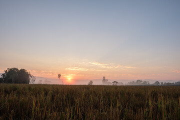 Rice fields in summer in the morning in northern Thailand.