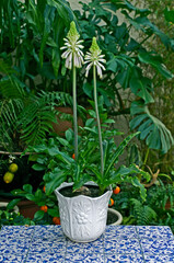 Veltheimia bracteata in a pottery container