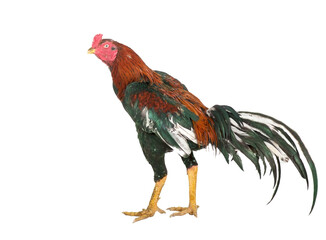 Gamecocks have red feathers alternating with black isolated on white background.