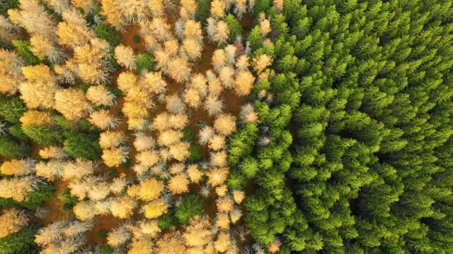 Aerial view of autumn colored forest. Drone shot bird eye trees. Natural pattern in top down aerial view over the forest. green and yellow forest. Larch and spruce forest. Scenic landscape from above