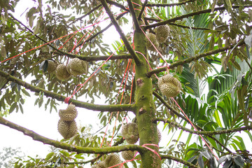 Durian on branch tree authentic in park garden  outdoor. for organic plant growing of  modern agriculture.  tropical fruit and  king of fruits in thailand. food for good health concept.