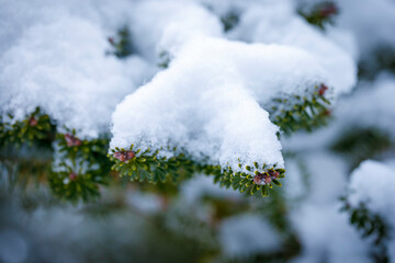 Tannenzweig mit Schnee bedeckt