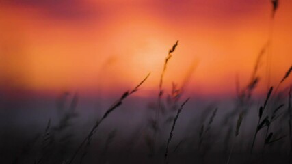Grass swaying in the wind in slow motion at sunset summer night