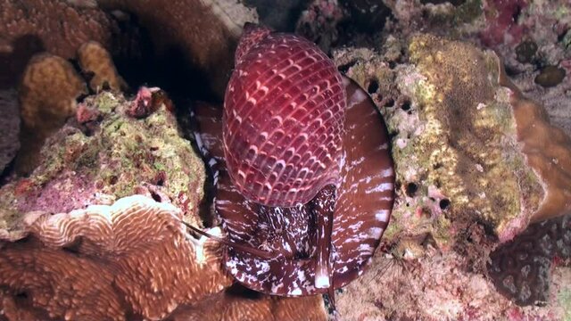 Big snail crawling over coral reef at night