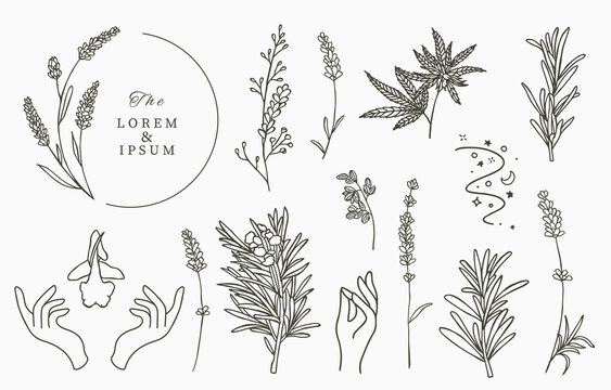 Line herbal collection with rosemary,lavender,cannabis.Vector illustration for icon,sticker,printable and tattoo