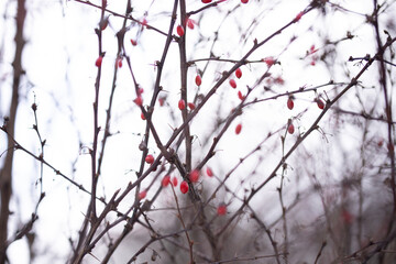 A macro shot of a plant in Vienna, Austria during winter
