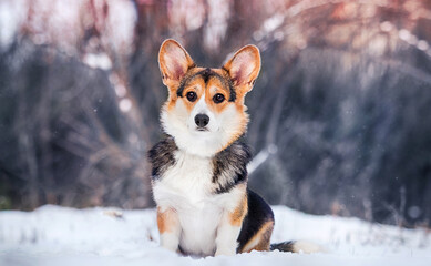winter dog breed Welsh Corgi