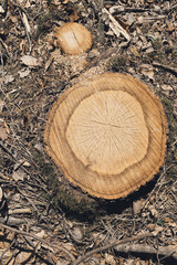stump felling tree in forest nature plant cutting environmental problem vertical macro photo  
